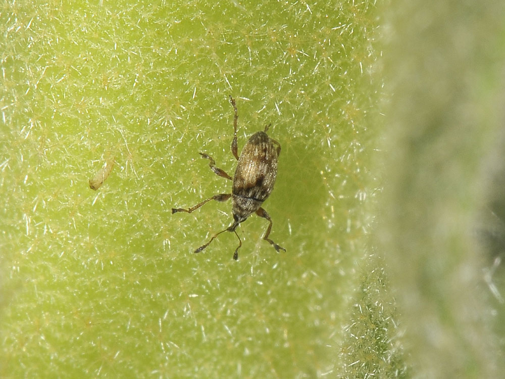 Curculionidae o Apionidae? Nanophyes helveticus (Nanophydae)